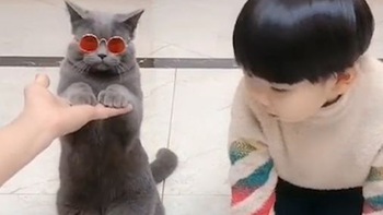 Mèo đeo kính bắt chước hành động dễ thương của cậu bé