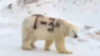 Gấu Bắc Cực bị biến thành 'xe tăng di động' gây phẫn nộ