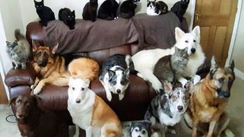 Cô chủ bắt 17 chú chó, mèo ngồi im một chỗ để chụp ảnh ‘gia đình'