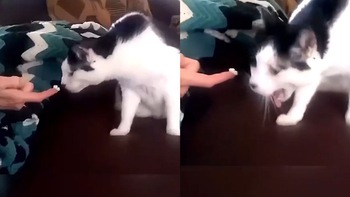 Biểu cảm khó đỡ của những chú mèo khi ngửi sầu riêng