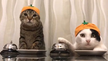Hai chú mèo thi nhau bấm chuông để được ăn