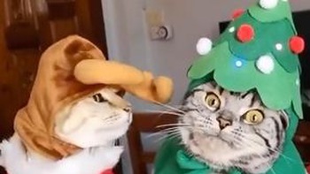 Hai chú mèo cosplay ngộ nghĩnh đi chơi Noel