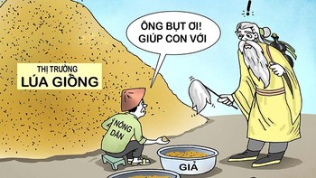 Lúa giống "dỏm" là khổ nông dân