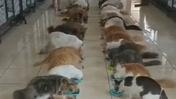 104 con mèo xếp hàng ngay ngắn ăn trưa