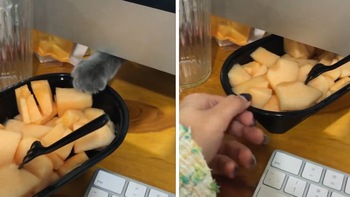Chú mèo giành ăn dĩa trái cây với chủ