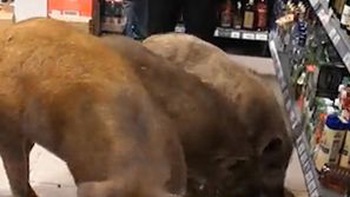 3 con heo đi lạc vào siêu thị làm đổ rượu để uống