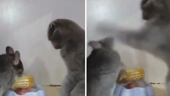 Chuột bị mèo tát liên hoàn vào mặt chỉ vì giành ăn bắp ngô