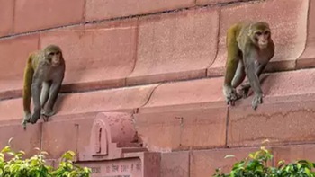 Ấn Độ ngại ông Trump bị khỉ tấn công ở Taj Mahal