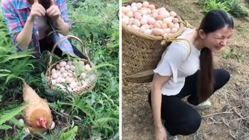 Cô gái nhặt trứng gà mỏi tay trên đồi