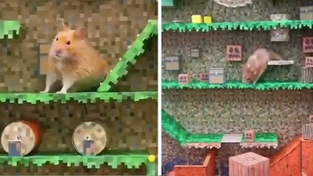 Chuột hamster chơi game 'thoát khỏi mê cung'