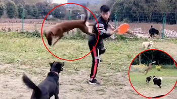 Chàng trai huấn luyện chó bay nhảy như phim hành động