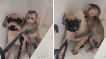 Khỉ con xin chủ đừng đánh chó con
