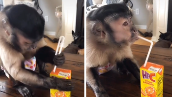Khỉ con thông minh tự cắm ống hút uống nướp ép