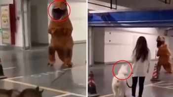 Chàng trai mặc mascot khủng long dọa chó trong chung cư