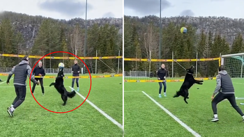 Chú chó chơi đánh bóng chuyền điêu luyện