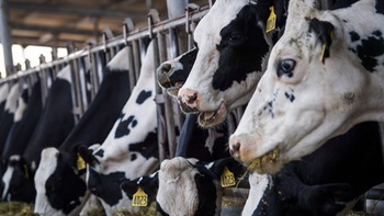 Nông dân Mỹ cuống cuồng vì gánh nặng 95 triệu con bò