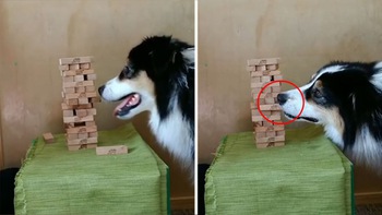 Chú chó thông minh chơi rút gỗ với chủ