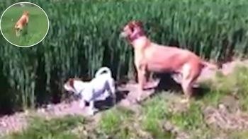 Hai chú chó rủ nhau chơi trốn tìm dưới đồng ruộng