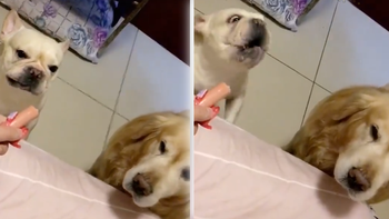 Chó mặt xệ nổi giận vì bị chó vàng ăn ké xúc xích