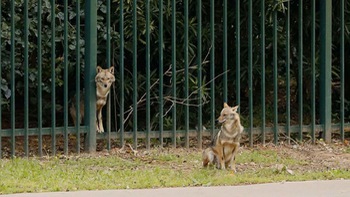 Chó rừng… “tiếp quản” công viên bên Tel Aviv