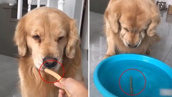 Chó vàng nhờ Husky uống hết nước để lấy xúc xích trong thau