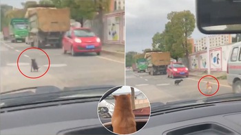 Bị chó chặn xe giữa đường, người chủ nhờ cún cưng giải quyết