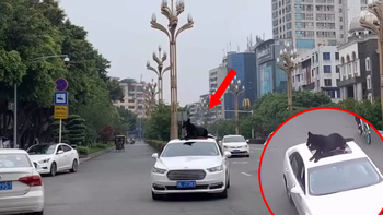 Chó ngồi trên nóc ô tô dạo vòng quanh thành phố