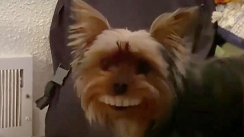 Chú chó nổi tiếng với nụ cười khi ngậm hàm răng giả