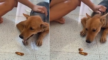 Chú chó bị chàng trai kéo trợn mắt khi khoe không ăn đồ dưới đất