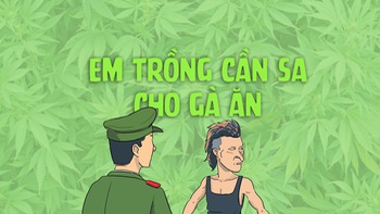 Phong trào trồng cần sa cho... gà ăn ở Đắk Lắk