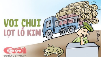 Voi chui lọt lỗ kim là có thật