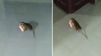 Chuột ngang nhiên trộm mì tôm trước mặt chủ nhà