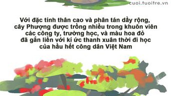 Cây phượng vĩ sân trường: Đẹp thì có đẹp