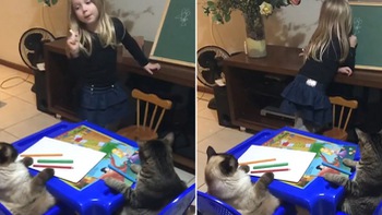 Hai chú mèo ngồi như đứa trẻ, lắng nghe bé gái giảng bài