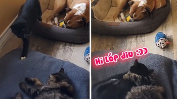 Hai chú mèo tranh thủ ôm nhau khi 'cậu vàng' ngủ