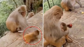 Khỉ mẹ ôm con vào lòng khi bị xua đuổi