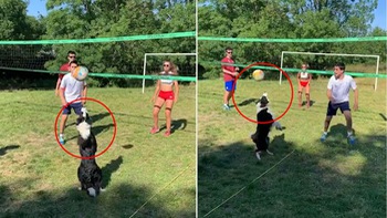 Chú chó chơi bóng chuyền như người