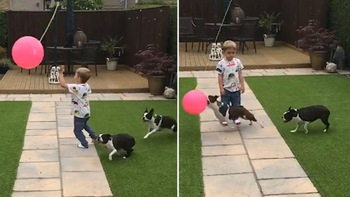 Cậu bé hờn dỗi vì 2 chú chó không cho chơi bóng