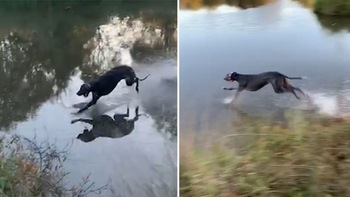 Chú chó dùng tuyệt kỹ 'lăng ba vi bộ' lướt trên mặt nước cạn