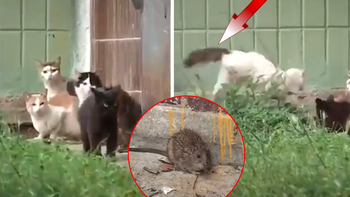 Chuột 'bá bạo nhất thế giới', một mình solo 4 chú mèo