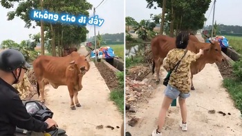 Chú bò 'lắc đầu' khi bị nhắc tránh đường