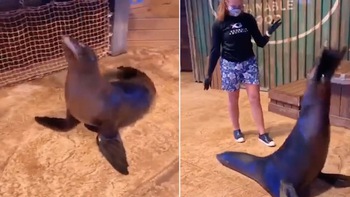 Trầm trồ chú hải cẩu biết bắt chước nhảy như người