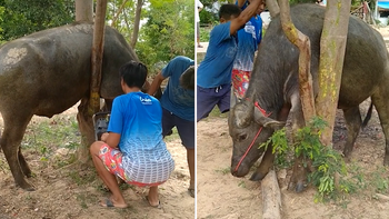 Hài hước chú trâu bị kẹt vào cây phải nhờ người đến cưa mới thoát ra được