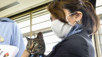 Nhật: Một cô mèo được vinh danh vì cứu người