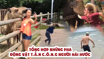 Tổng hợp những pha động vật 'tấn công' người siêu hài hước