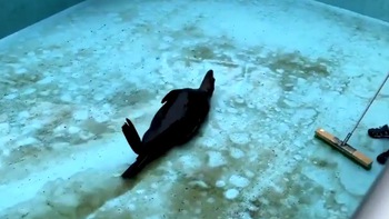 Chú hải cẩu vô tư 'quẩy' trong hồ bơi, mặc cho các nhân viên vệ sinh dọn dẹp