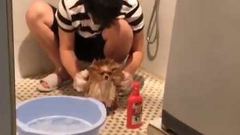 Chú chó 'quạu đeo' khi bị cậu chủ đem ra làm trò đùa trong nhà tắm