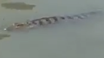 Cận cảnh chú cá sấu bất ngờ xuất hiện gần đoạn kênh Tẻ tại Sài Gòn khiến người dân lo lắng