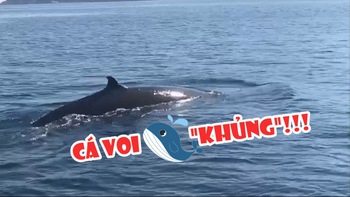 Cận cảnh cá voi 'khủng' bất ngờ xuất hiện ở Cù Lao Chàm