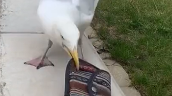 Cô gái hoảng hốt vì bị chim hải âu cướp mất ví